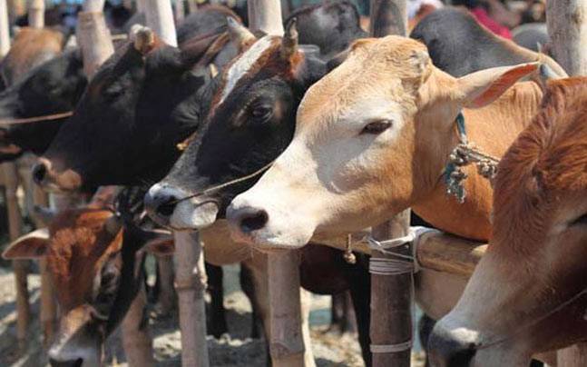 Man held in Bengaluru for cow slaughter