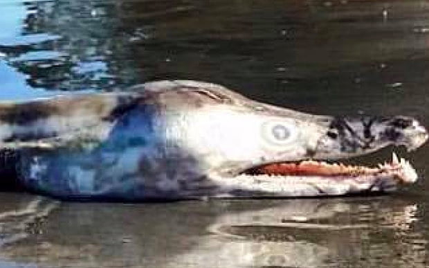 Photo of ‘freakish lake monster’ terrifies the internet