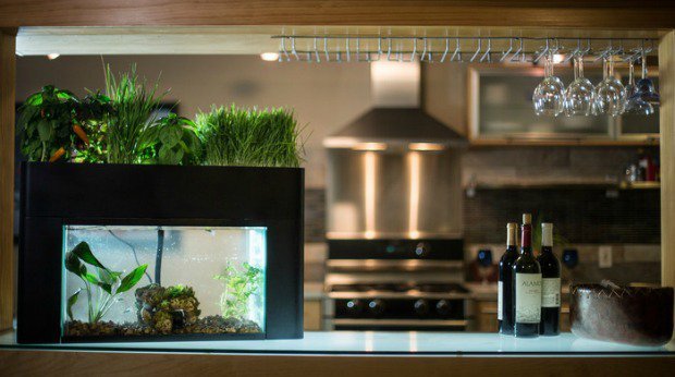 Would You Buy a Vegetable Garden That’s Fertilized by Fish Poo?