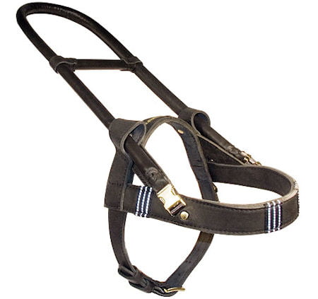 A Guide to Help You Buy a Dog Harness