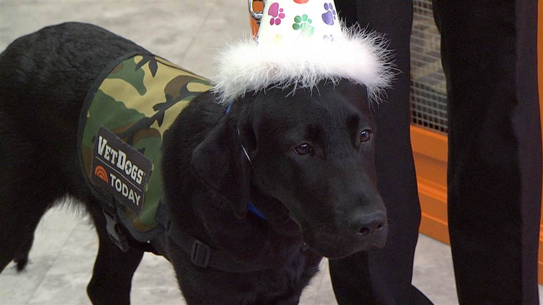 Social Media Users Post About Their Dogs Six Times Per Week