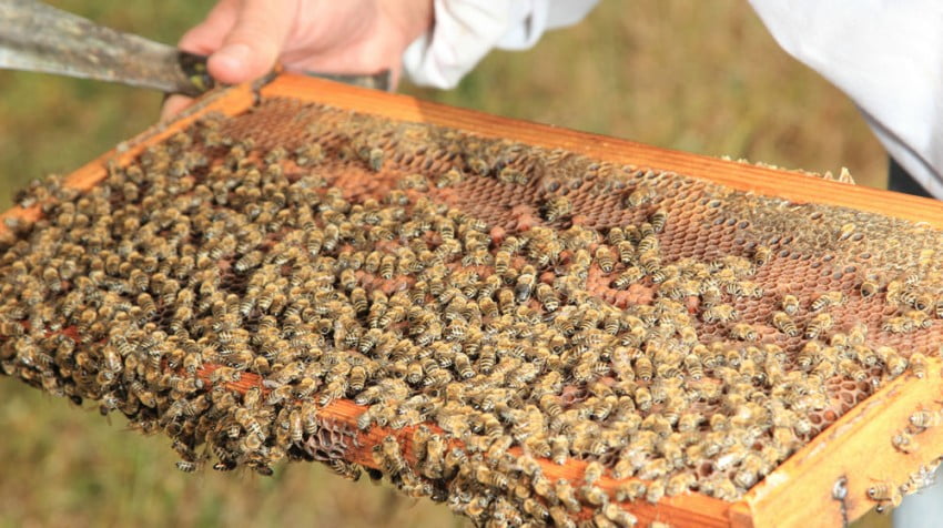 Entrepreneur Creates Sanctuary for Bees and Bee Education